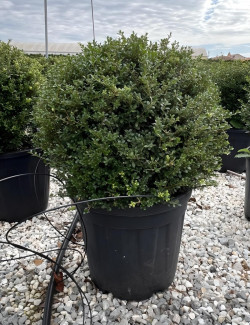 ILEX crenata En pot forme boule