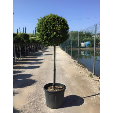 ILEX crenata En pot forme tige hauteur du tronc 090-110 cm
