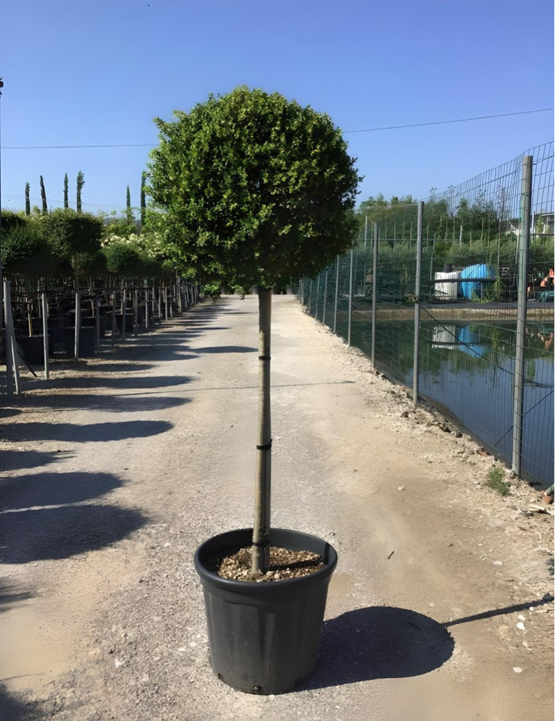 ILEX crenata En pot forme tige hauteur du tronc 090-110 cm