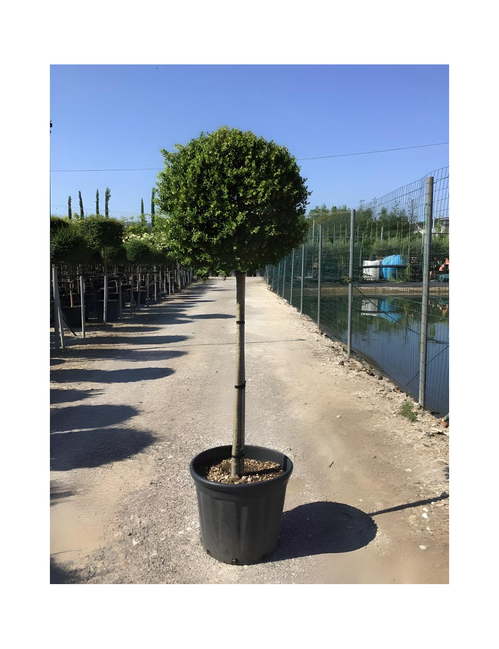 ILEX crenata En pot forme tige hauteur du tronc 090-110 cm