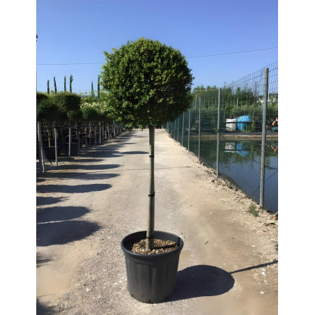 ILEX crenata En pot forme tige hauteur du tronc 090-110 cm
