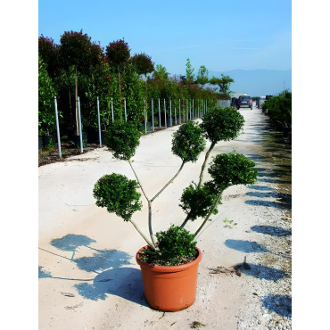 ILEX crenata KINME En pot forme pompons