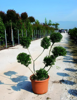 ILEX crenata KINME En pot forme pompons