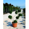 ILEX crenata KINME En pot forme pompons