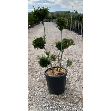 ILEX crenata KINME En pot forme pompons