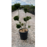 ILEX crenata KINME En pot forme pompons