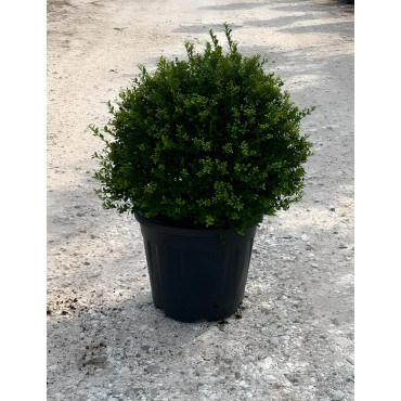 ILEX crenata KINME En pot forme boule