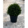 ILEX crenata KINME En pot forme boule