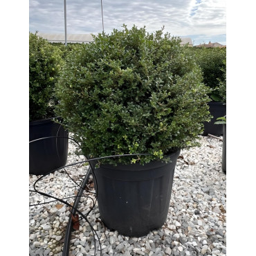 ILEX crenata KINME En pot forme boule