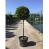ILEX crenata KINME En pot de 15-20 litres tige hauteur du tronc 090-110 cm