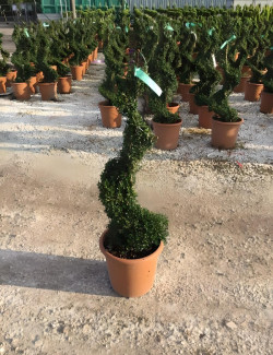 ILEX crenata KINME En pot forme spirale