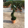 ILEX crenata KINME En pot forme spirale