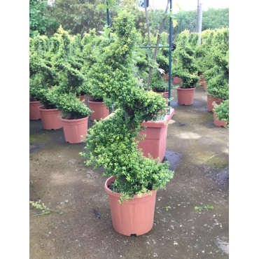 ILEX crenata KINME En pot forme spirale