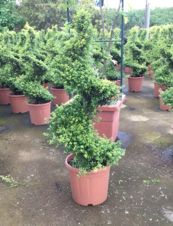 ILEX crenata KINME En pot forme spirale
