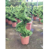 ILEX crenata KINME En pot forme spirale