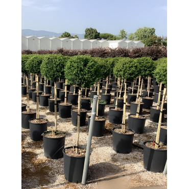ILEX crenata KINME En pot de 15-20 litres tige hauteur du tronc 090-110 cm