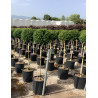 ILEX crenata KINME En pot de 15-20 litres tige hauteur du tronc 090-110 cm