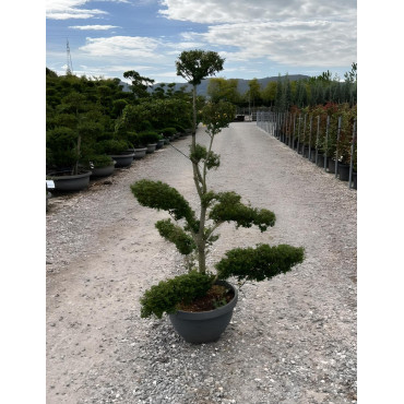 ILEX crenata KINME En pot forme bonsaï