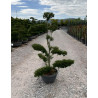 ILEX crenata KINME En pot forme bonsaï