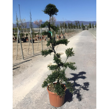 ILEX crenata KINME En pot forme bonsaï