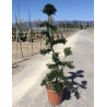ILEX crenata KINME En pot forme bonsaï