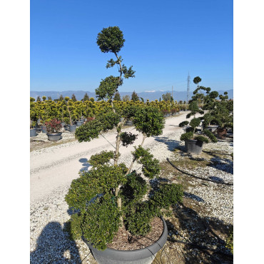ILEX crenata KINME En pot forme bonsaï
