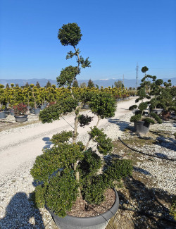 ILEX crenata KINME En pot forme bonsaï