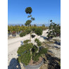 ILEX crenata KINME En pot forme bonsaï