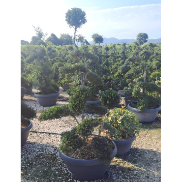 ILEX crenata KINME En pot forme bonsaï