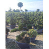 ILEX crenata KINME En pot forme bonsaï