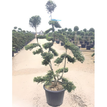ILEX crenata KINME En pot forme bonsaï
