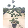 ILEX crenata KINME En pot forme bonsaï
