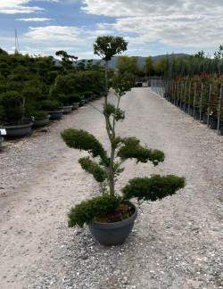 Bonsaï de jardin - ILEX crenata KINME