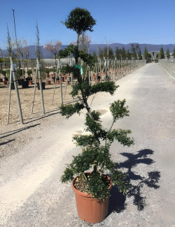 Bonsaï de jardin - ILEX crenata KINME
