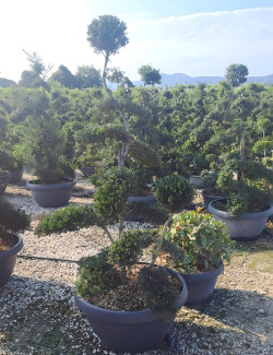 Bonsaï de jardin - ILEX crenata KINME