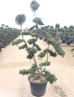 Bonsaï de jardin - ILEX crenata KINME