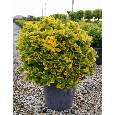 EUONYMUS japonicus AUREOMARGINATUS En pot forme boule