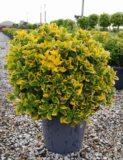 EUONYMUS japonicus AUREOMARGINATUS En pot forme boule