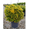 EUONYMUS japonicus AUREOMARGINATUS En pot forme boule