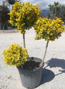 EUONYMUS japonicus AUREOMARGINATUS En pot forme pompons