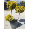 EUONYMUS japonicus AUREOMARGINATUS En pot forme pompons