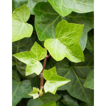 HEDERA helix