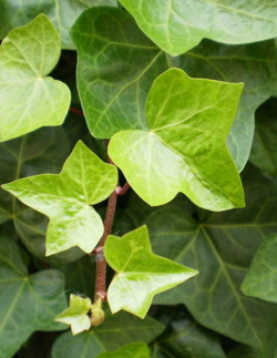 HEDERA helix