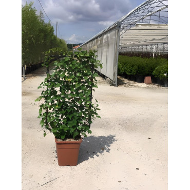 HEDERA helix En pot forme espalier