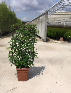 HEDERA helix En pot forme espalier