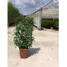 HEDERA helix En pot forme espalier
