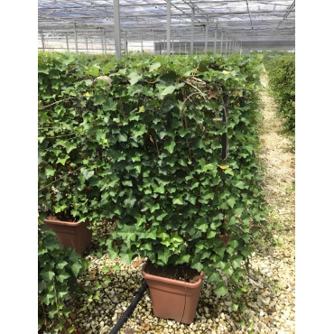 HEDERA helix En pot forme espalier
