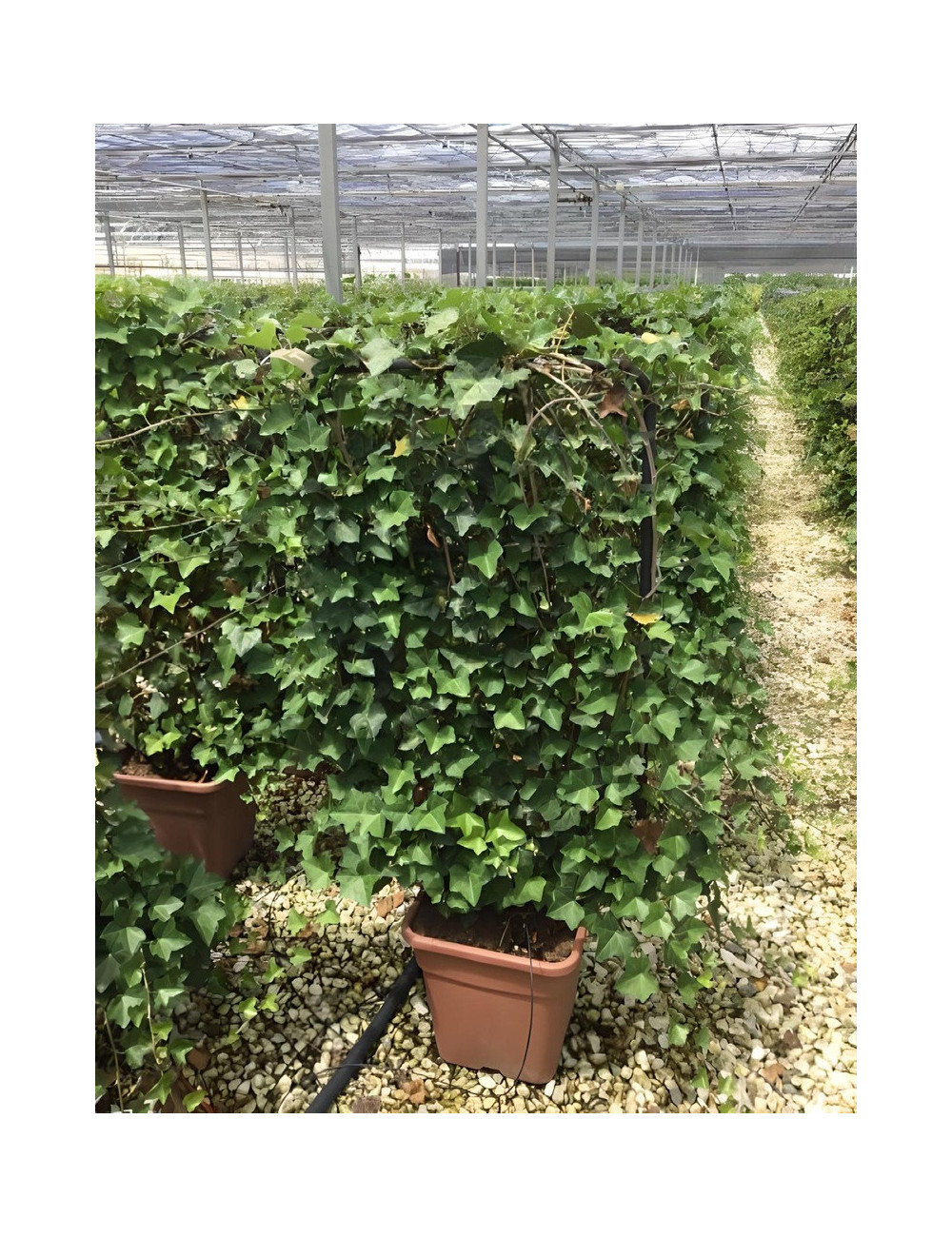 HEDERA helix En pot forme espalier