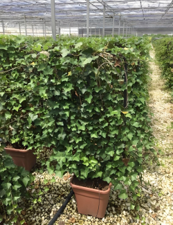 HEDERA helix En pot forme espalier
