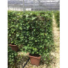 HEDERA helix En pot forme espalier